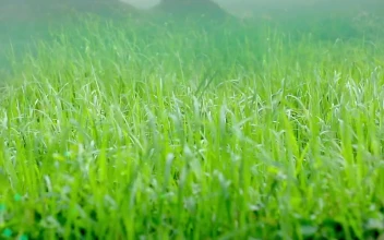 Free Stock Video Wind Moving The Green Leaves Of The Grass