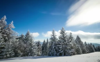 Free Stock Video Wind Moving Clouds And Trees In A Snowy Forest