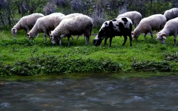 Free Stock Video Wild Sheep Grazing By A Stream