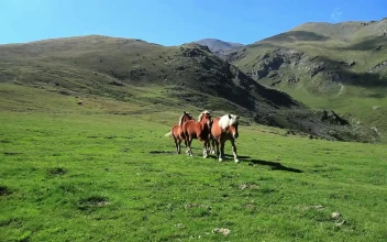 Free Stock Video Wild Horses Walking In The Mountains