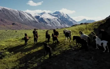 Free Stock Video Wild Horses Running Across The Meadow In The Mountains