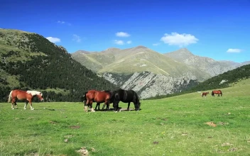 Free Stock Video Wild Horses In The Mountains While Grazing