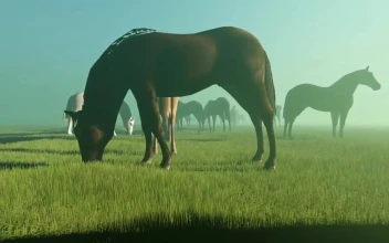 Free Stock Video Wild Horses In A Meadow