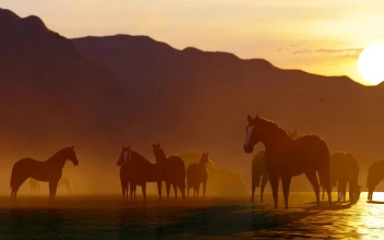 Free Stock Video Wild Horses Drinking Water In A Lake