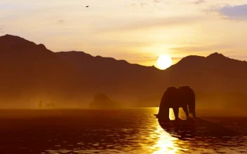 Free Stock Video Wild Horse Drinking Water In A River At Sunset