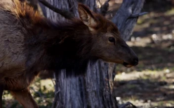 Free Stock Video Wild Deer In Their Habitat