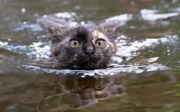 Free Stock Video Wild Cat Swimming In A River