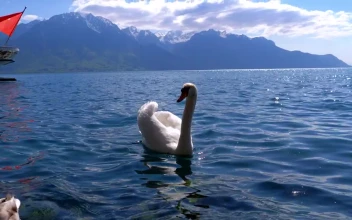 Free Stock Video White Swan Swimming In The Lake