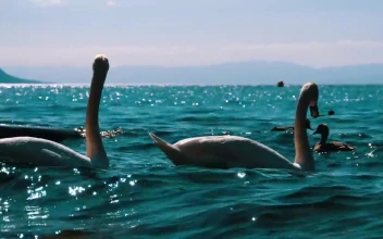 Free Stock Video White Swans And Ducks Swimming In The Lake