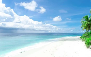 Free Stock Video White Sand Beach And Palm Trees