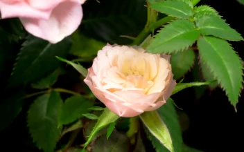 Free Stock Video White Rose Opening Its Petals On A Rosebush