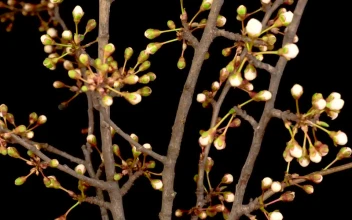 Free Stock Video White Flowers Sprouting From The Branches Of A Tree