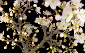 Free Stock Video White Flowers Blooming On A Cherry Tree
