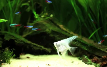 Free Stock Video White Fish Floating In A Fishbowl