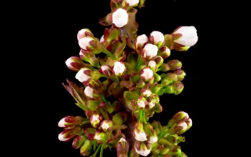 Free Stock Video White Apricot Flowers Blooming Time Lapse