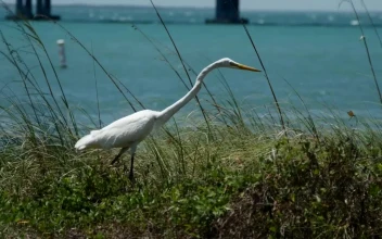 Free Stock Video White Bird Near The Seashore