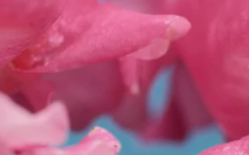 Free Stock Video Wet Tulip Petals Texture