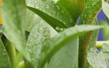Free Stock Video Wet Yellow Flowers And Plants