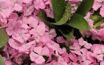 Free Stock Video Wet Pink Flowers
