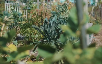 Stock Footage Woman Checking Vegetable Plants At A Nursery Garden