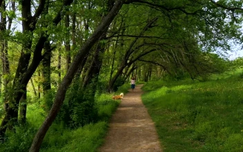 Stock Footage Woman And Her Dog Working Through A Forest Path