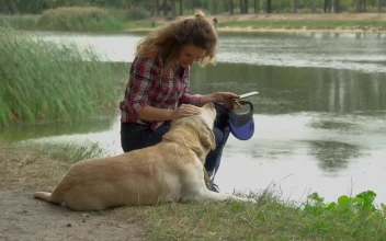 Stock Footage Woman And Her Dog Spending Time Together