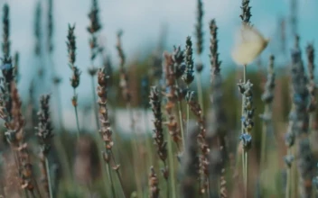 Stock Footage Woman And A Butterfly In A Field Of Lavender