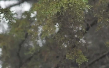 Stock Footage Winter Wind Storm In Forest