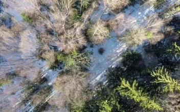 Stock Footage Winter Snow Covering Woodland