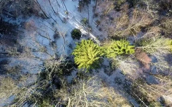 Stock Footage Winter Snow Across The Forest Floor