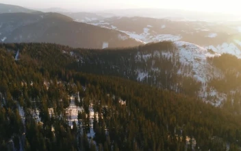 Stock Footage Winter Forest With Green Pine Trees In The Woods