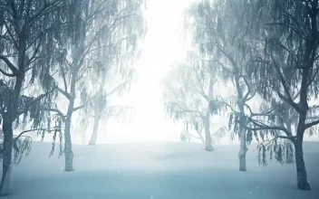 Stock Footage Winter Forest While Snowing D Loop Animation