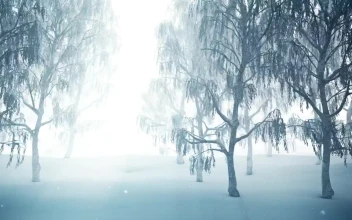 Stock Footage Winter Forest While Snowing D Animation