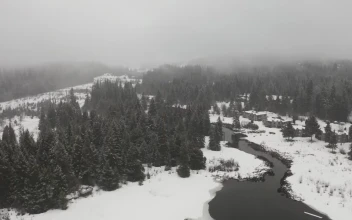 Stock Footage Winter Forest Environment