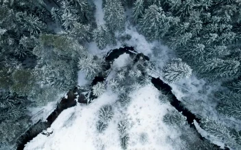 Stock Footage Winter Forest Covered In Snow Top Aerial Shot