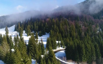 Stock Footage Winter Forest Across A Highway