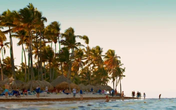 Stock Footage Windswept Trees On An Island