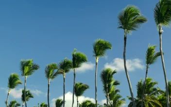 Stock Footage Windswept Trees Against A Blue Sky