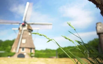 Stock Footage Windmill In The Distance Between Bushes And Trees
