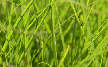 Stock Footage Wind Moving Green Grass