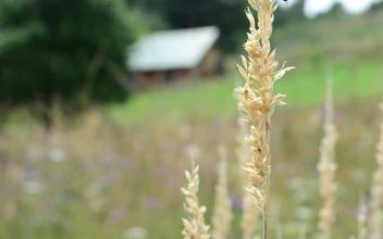 Stock Footage Wildflowers Growing In A Field