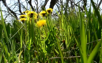 Stock Footage Wildflowers Growing Around Dead Trees