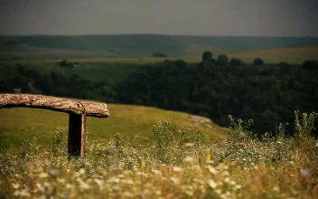Stock Footage Wildflowers Around A Wooden Bench