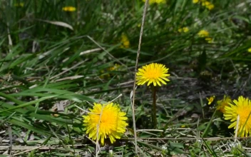 Stock Footage Wildflowers Across Dry Grass