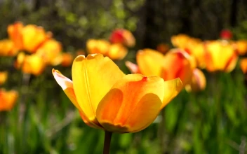 Stock Footage Wild Tulips Moving With The Wind