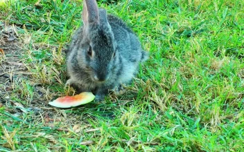 Stock Footage Wild Rabbit Eating Watermelon In The Grass