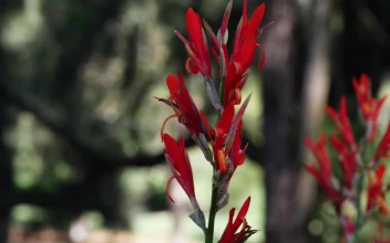 Stock Footage Wild Red Flowers Pan View