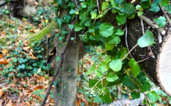 Stock Footage Wild Plants Growing On A Cut Tree