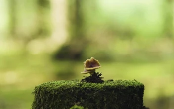 Stock Footage Wild Moss And Mushroom