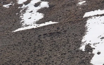 Stock Footage Wild Horses Walking In A Snowy Valley